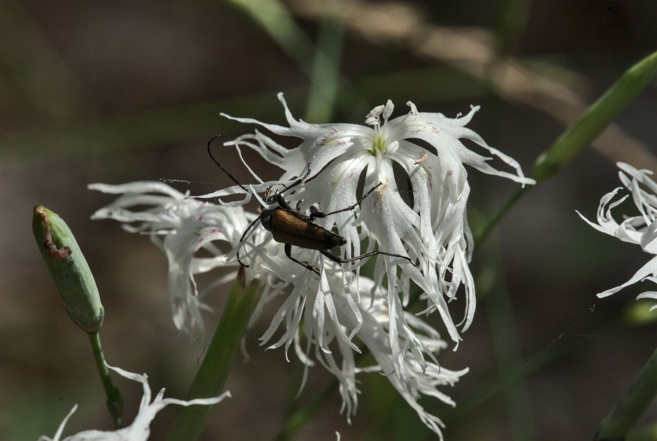 Dianthus arenarius flower
