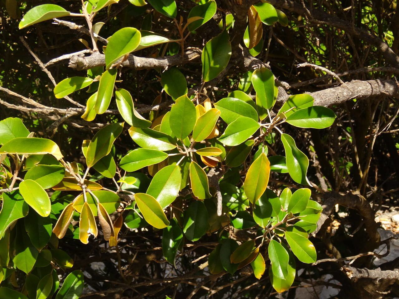 Quadrella cynophallophora leaf
