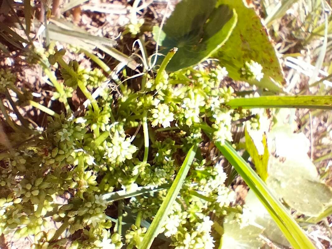 Soliva mexicana flower