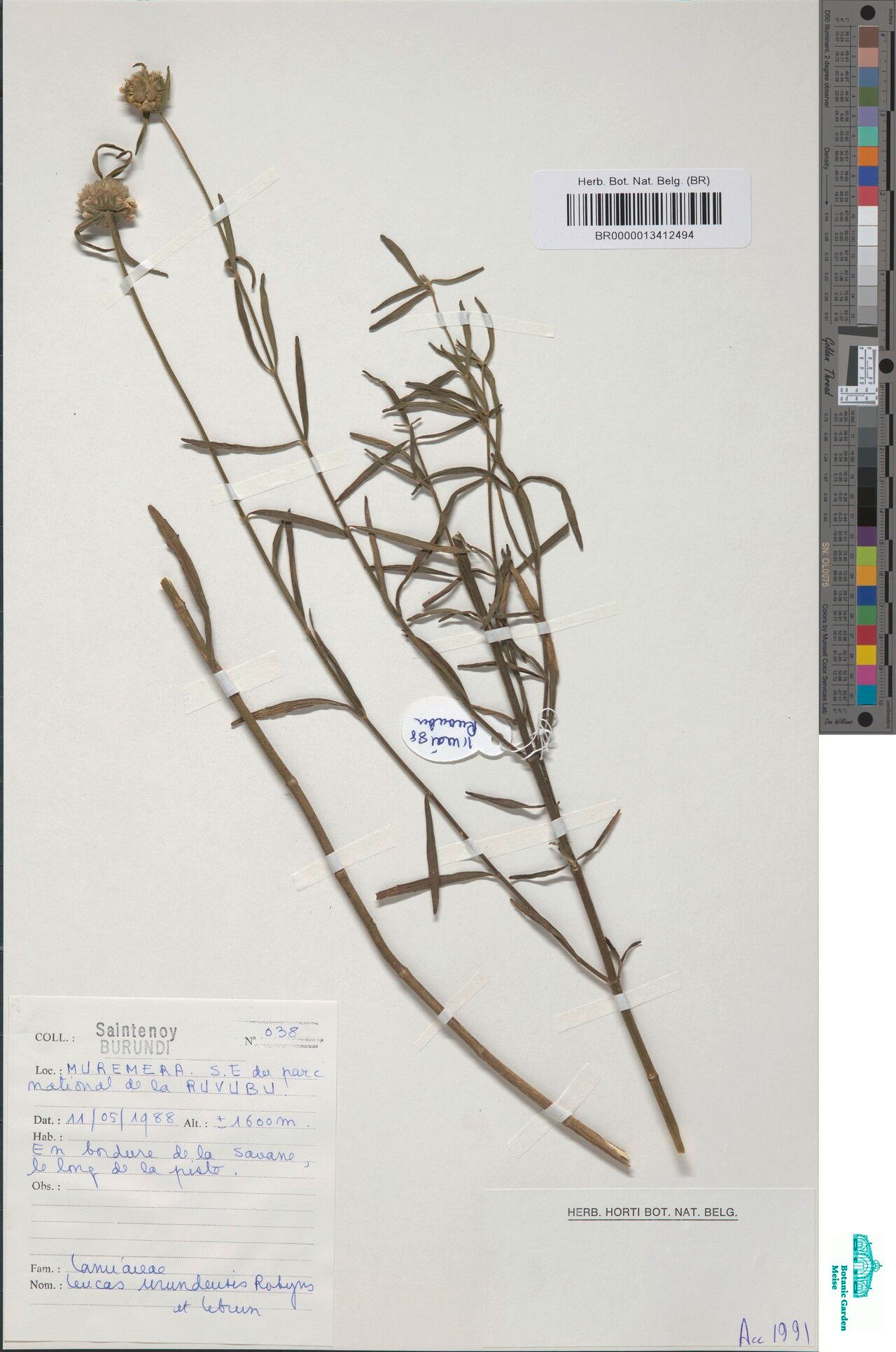 Leucas urundensis — houseplant care guide