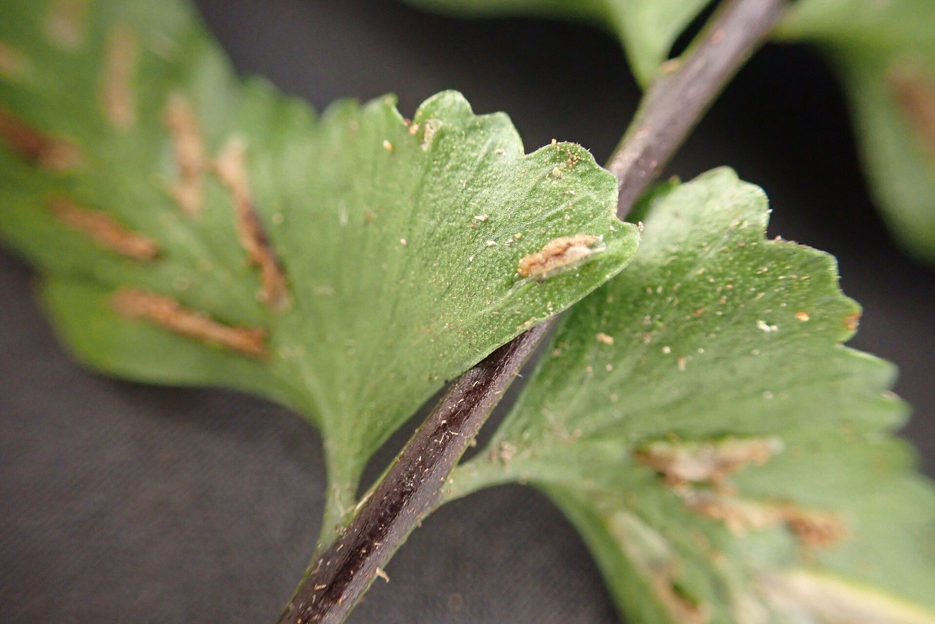 Asplenium inaequilaterale leaf