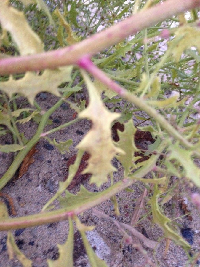 Dysphania atriplicifolia