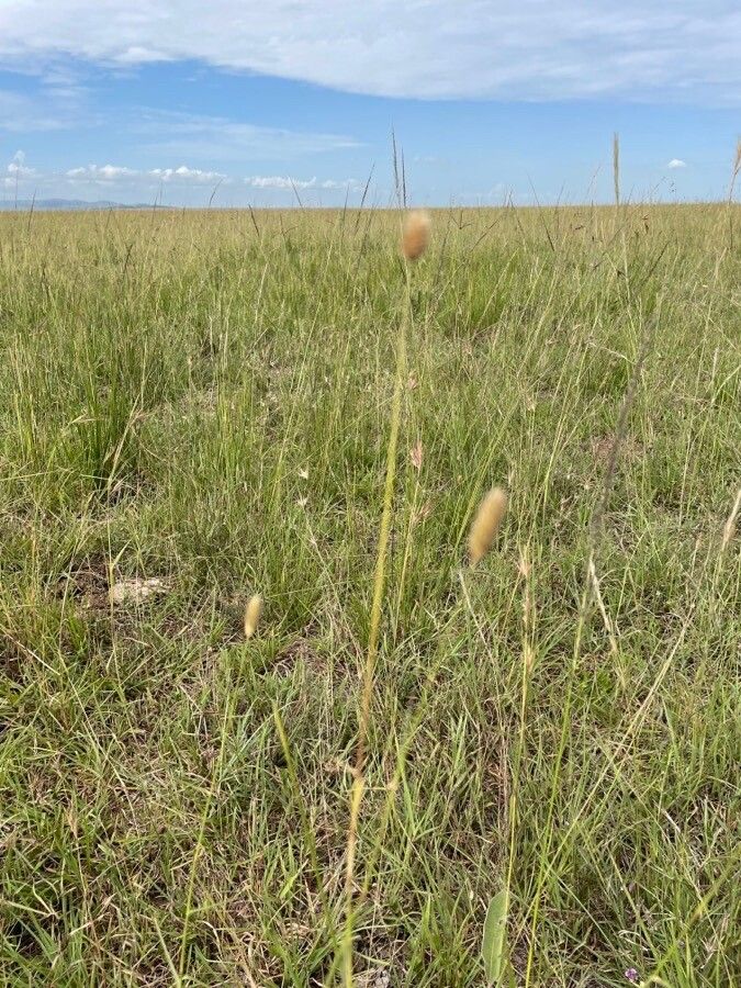 Cenchrus mezianus habit