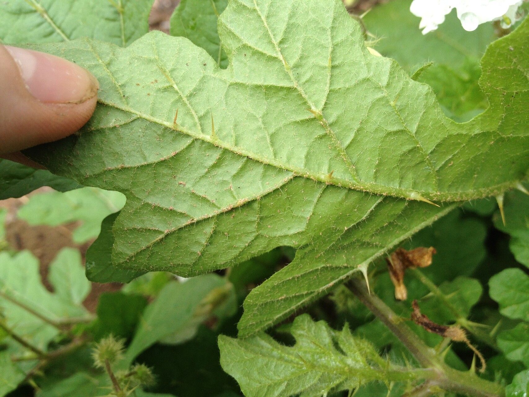 Solanum hieronymi leaf