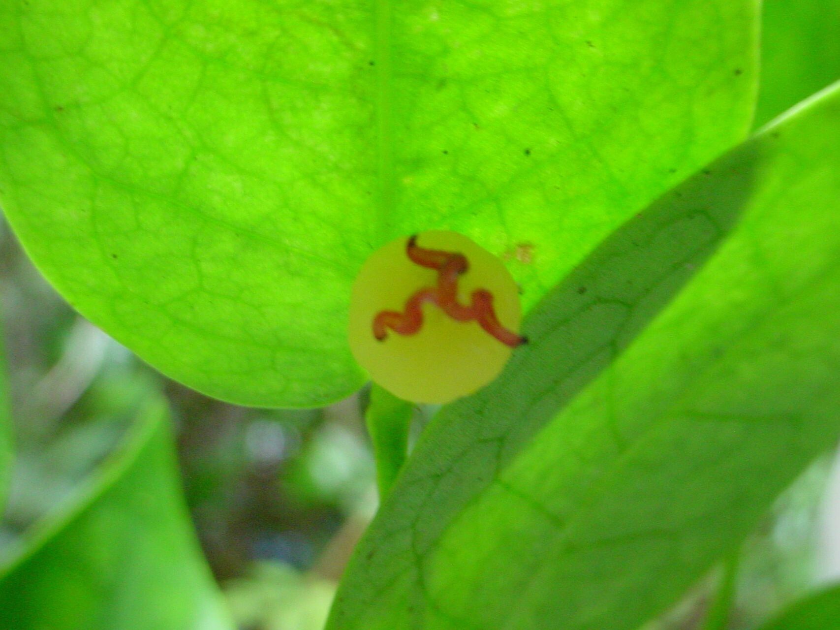 Phyllanthus baraouaensis — houseplant care guide