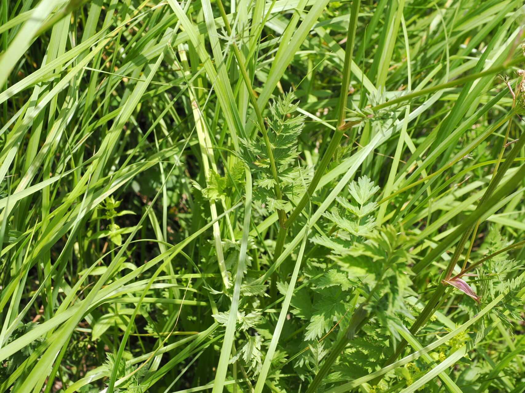 Pimpinella rhodantha leaf