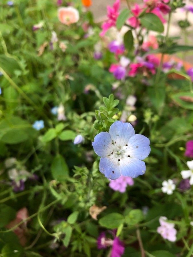 Nemophila menziesii flower