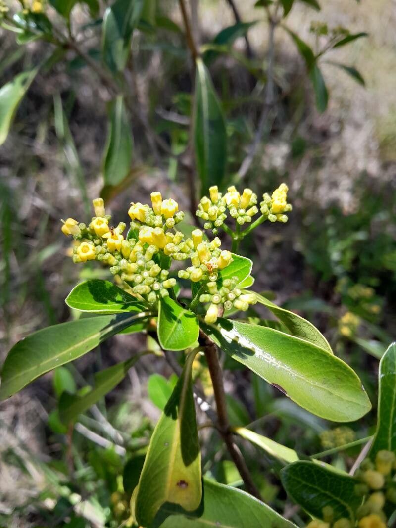 Psychotria isalensis flower