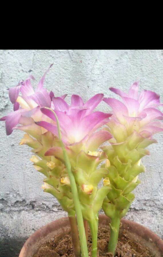 Orthocarpus cuspidatus — related species from the same genus