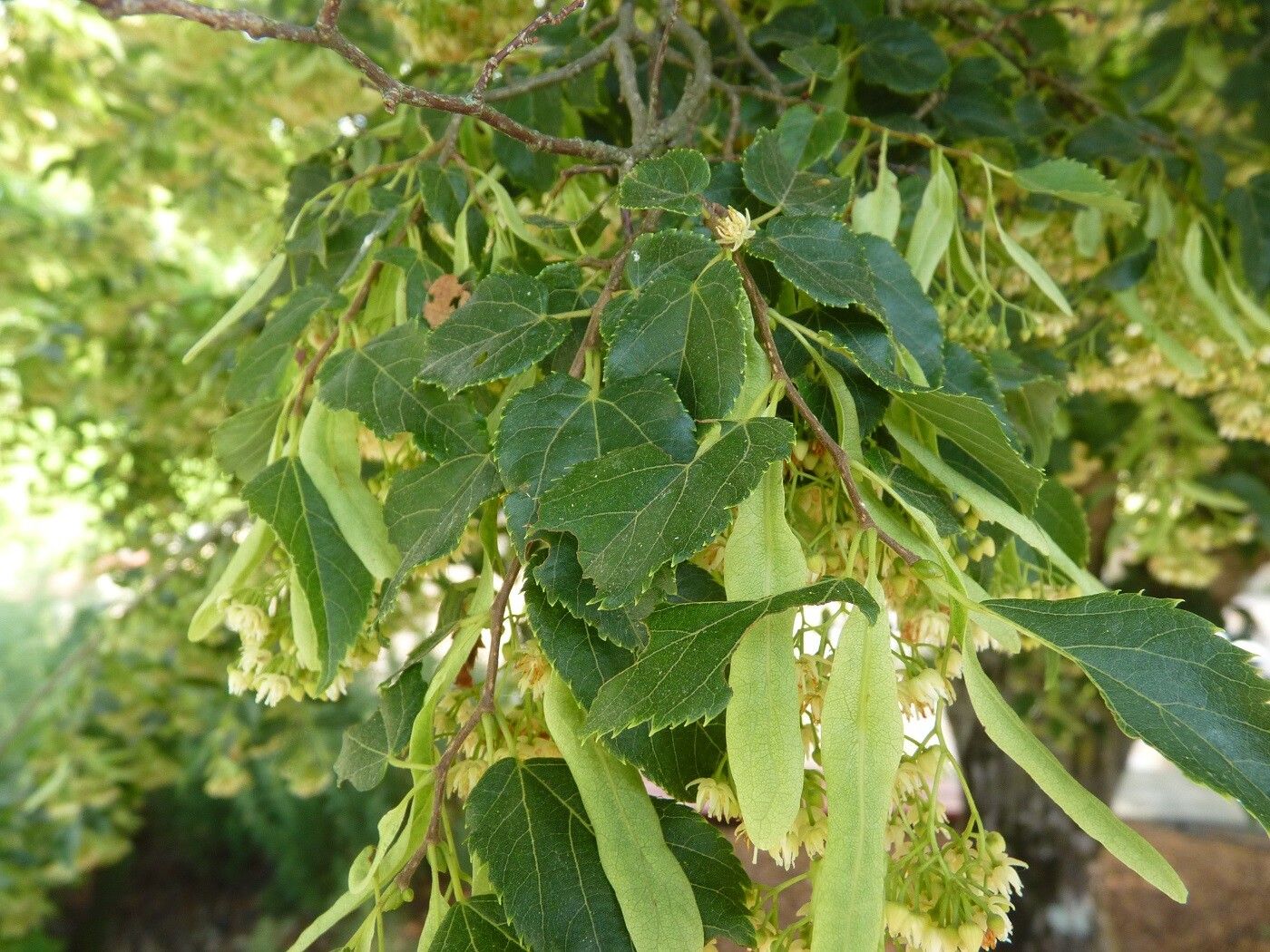 Tilia kiusiana — search result for 'Tilia'