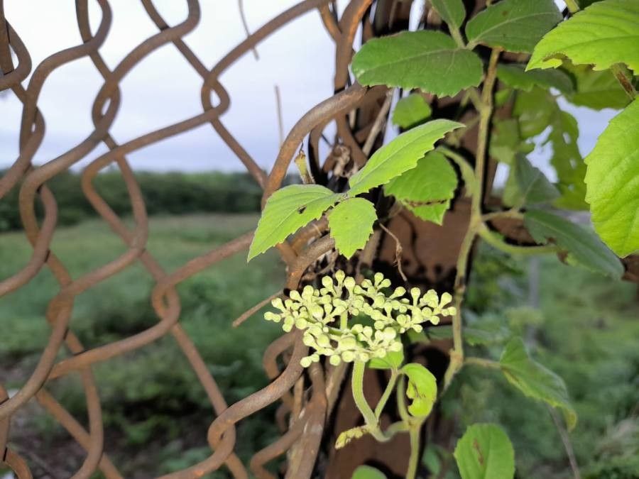 Cayratia trifolia flower