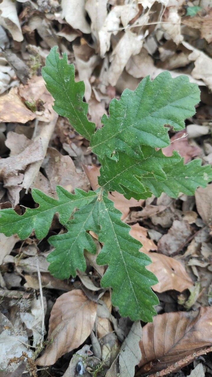 Quercus afares leaf
