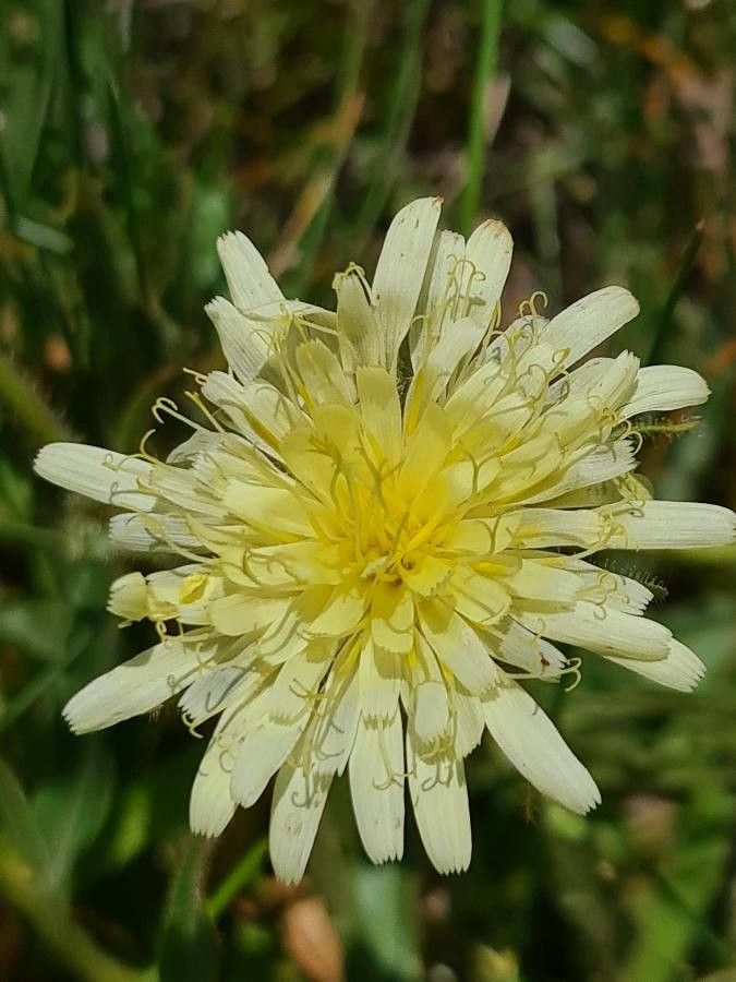 Hieracium intybaceum flower