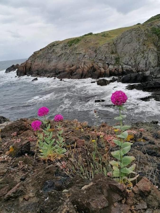 Silene compacta — houseplant care guide