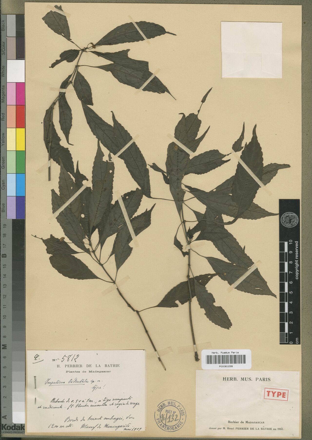 Impatiens bidentata — houseplant care guide