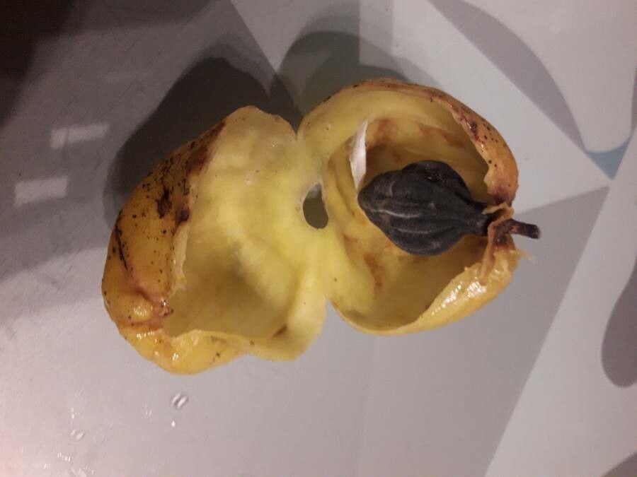 Hernandia sonora fruit