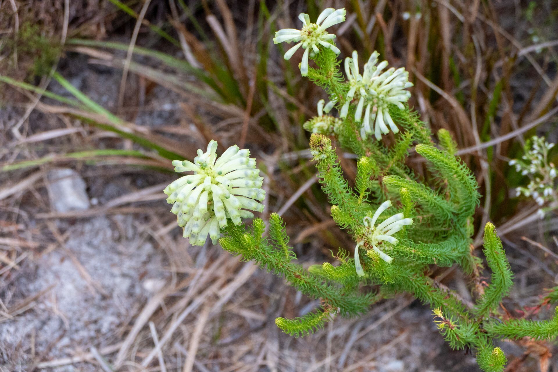 Erica sessiliflora flower