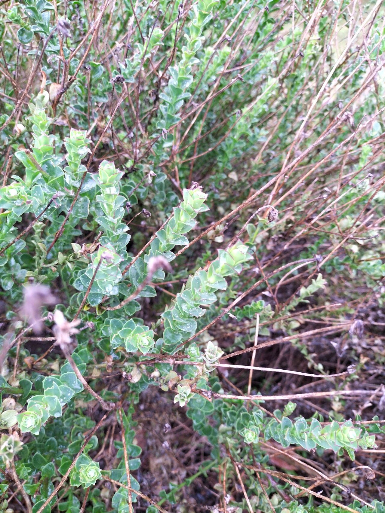 Osteospermum imbricatum — related species from the same genus