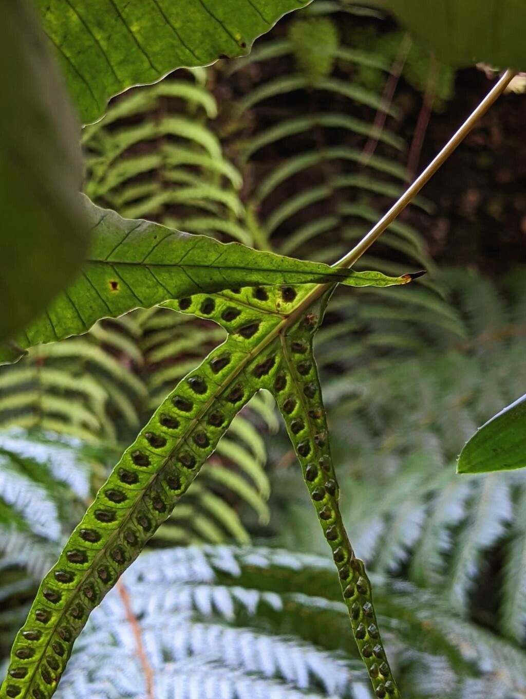 Selliguea triloba flower