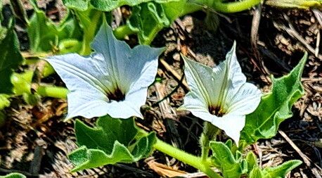 Exodeconus maritimus — related species from the same genus