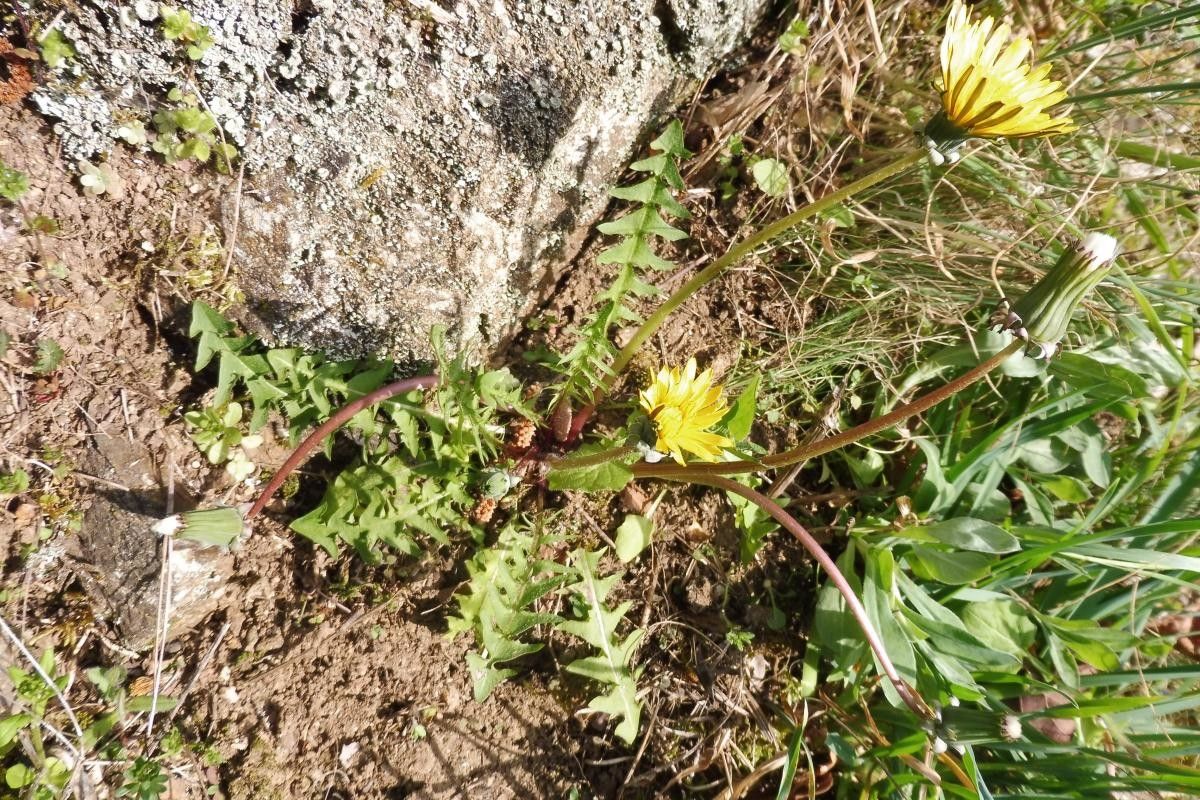 Taraxacum braun-blanquetii flower
