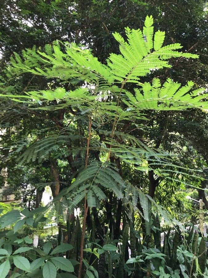 Senegalia caffra habit