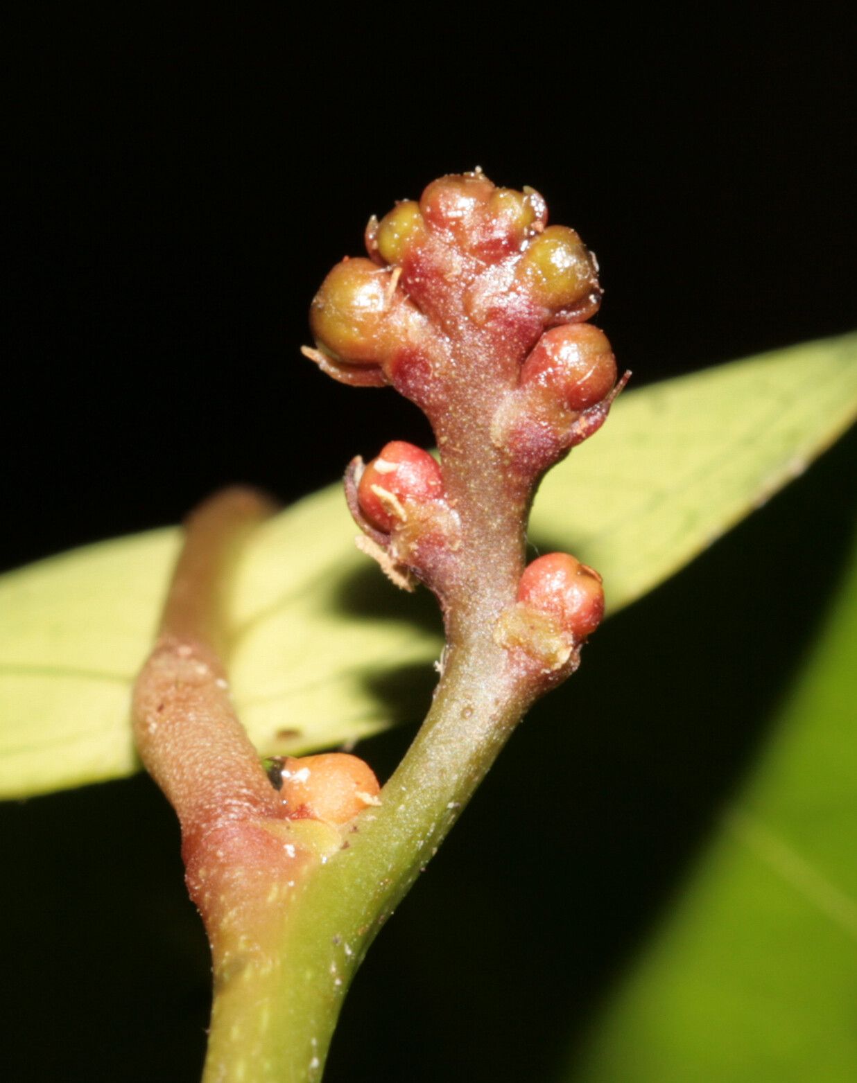 Morisonia polyantha other