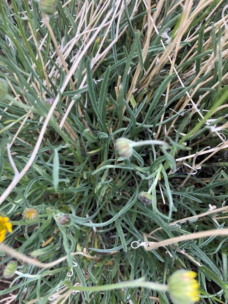 Erigeron linearis leaf