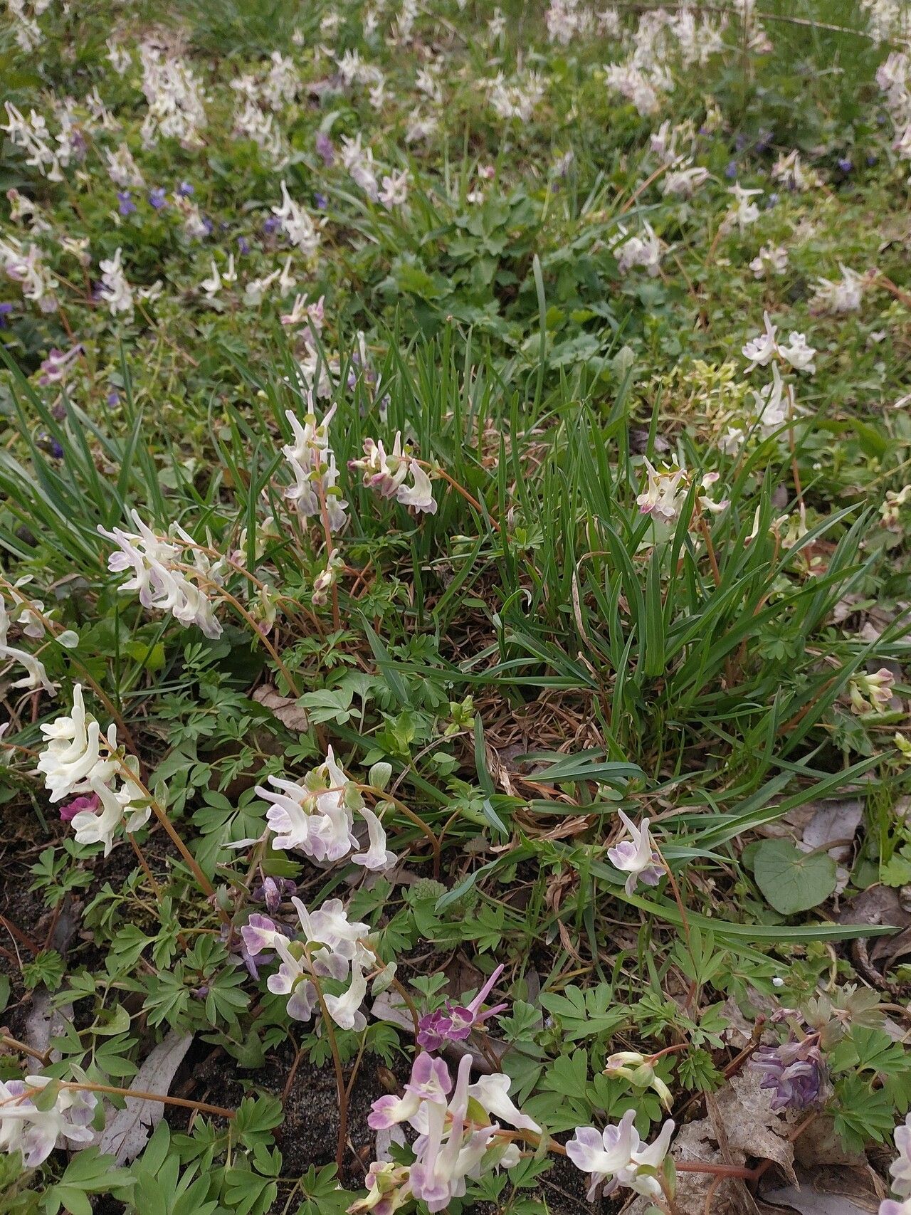 Corydalis caucasica — houseplant care guide