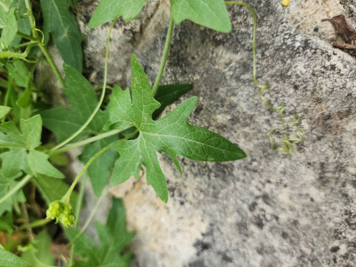 Bryonia monoica — related species from the same genus