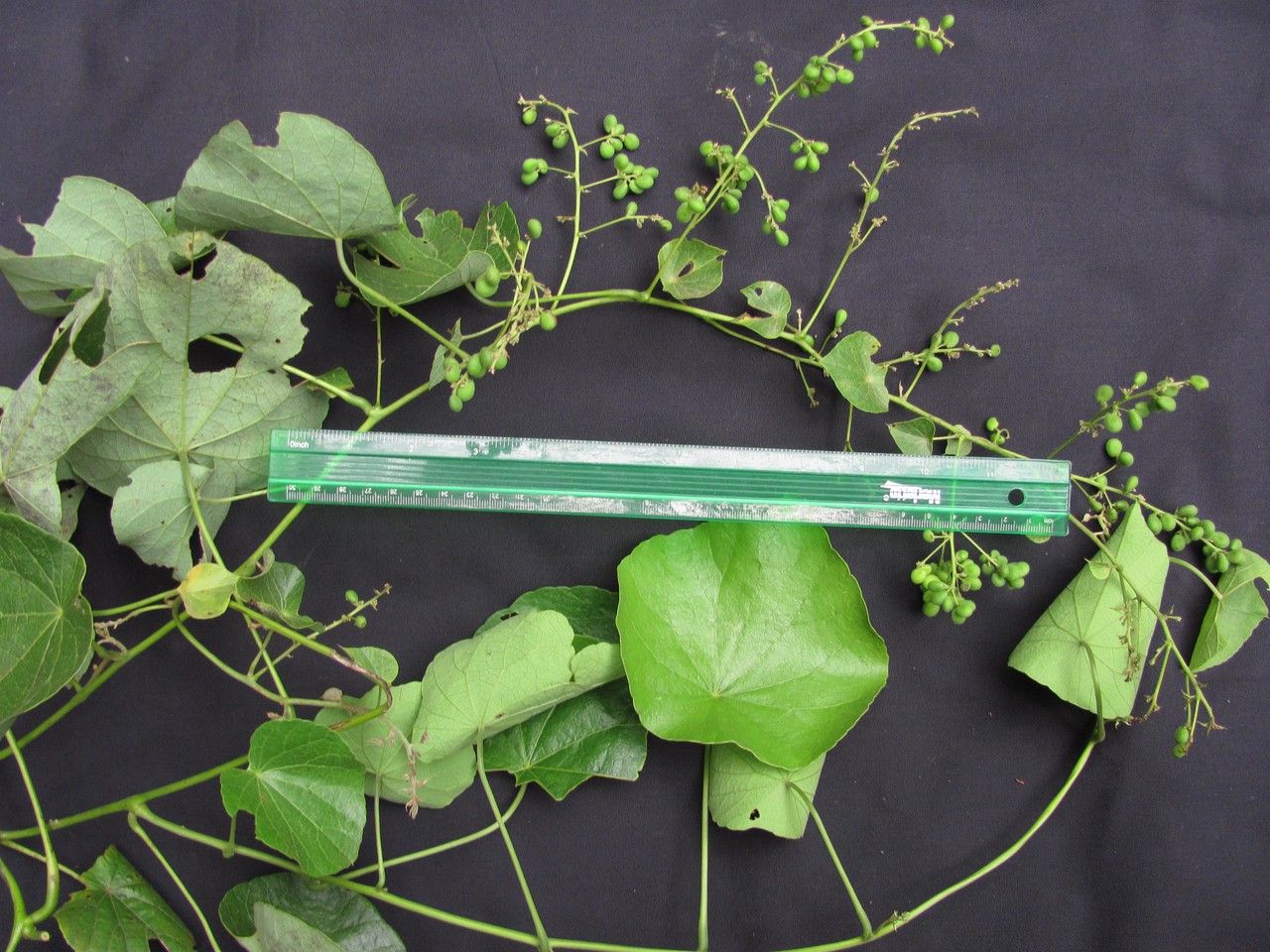 Cissampelos grandifolia other