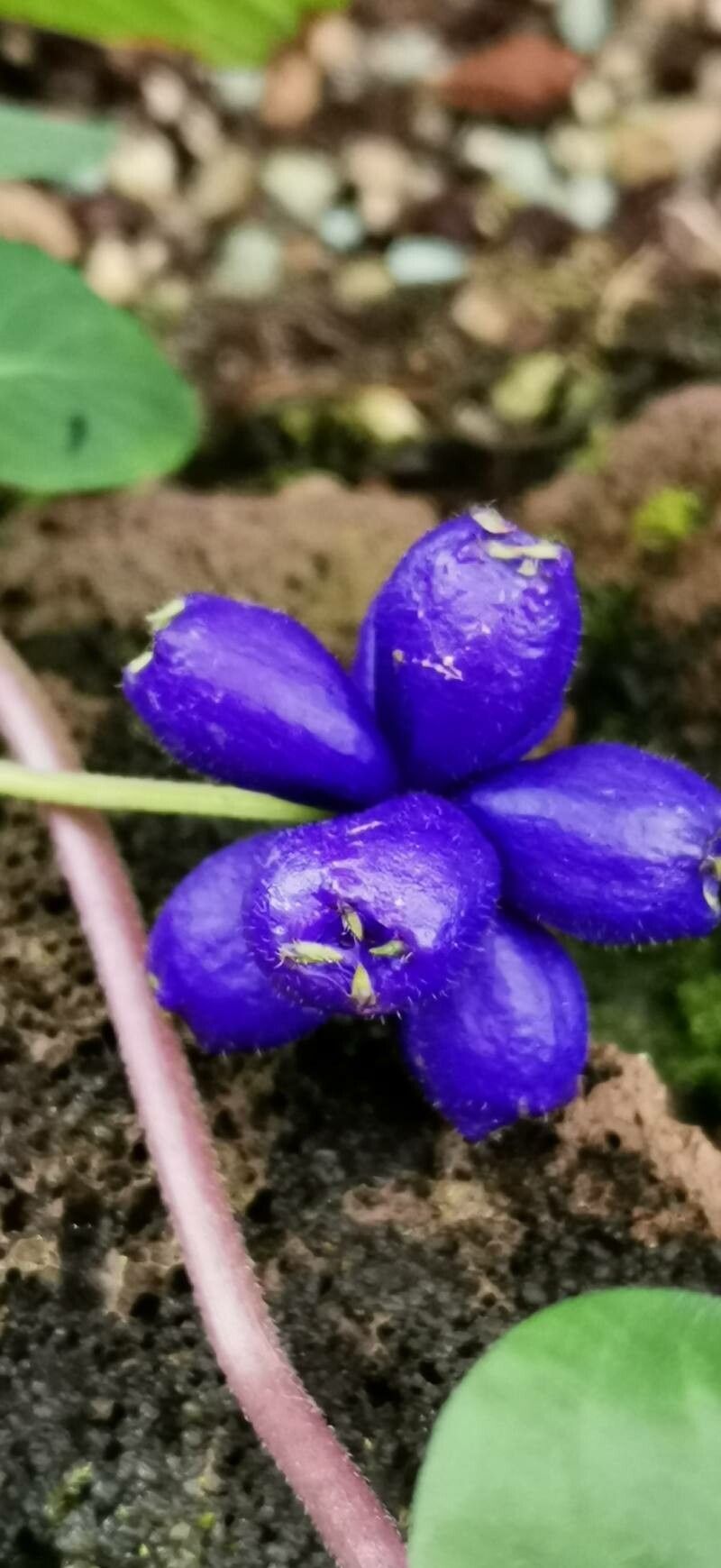 Coccocypselum guianense fruit