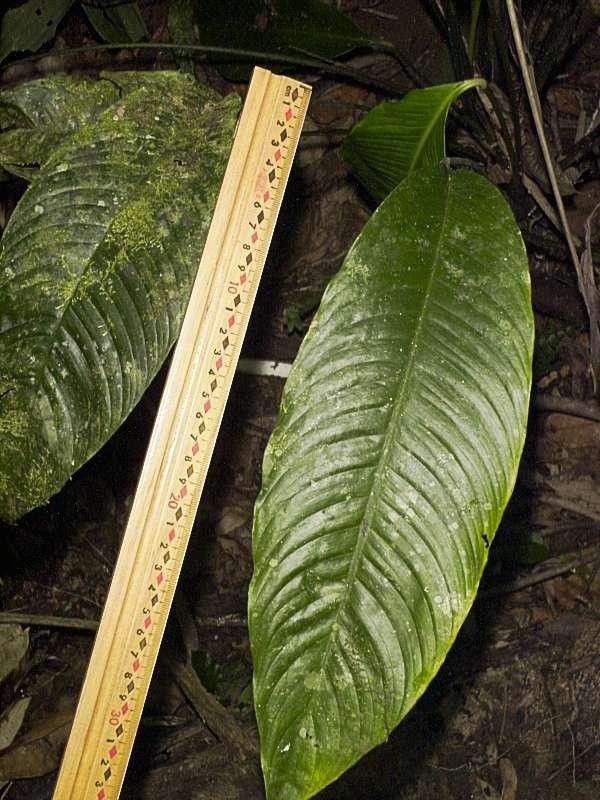 Spathiphyllum laeve — houseplant care guide