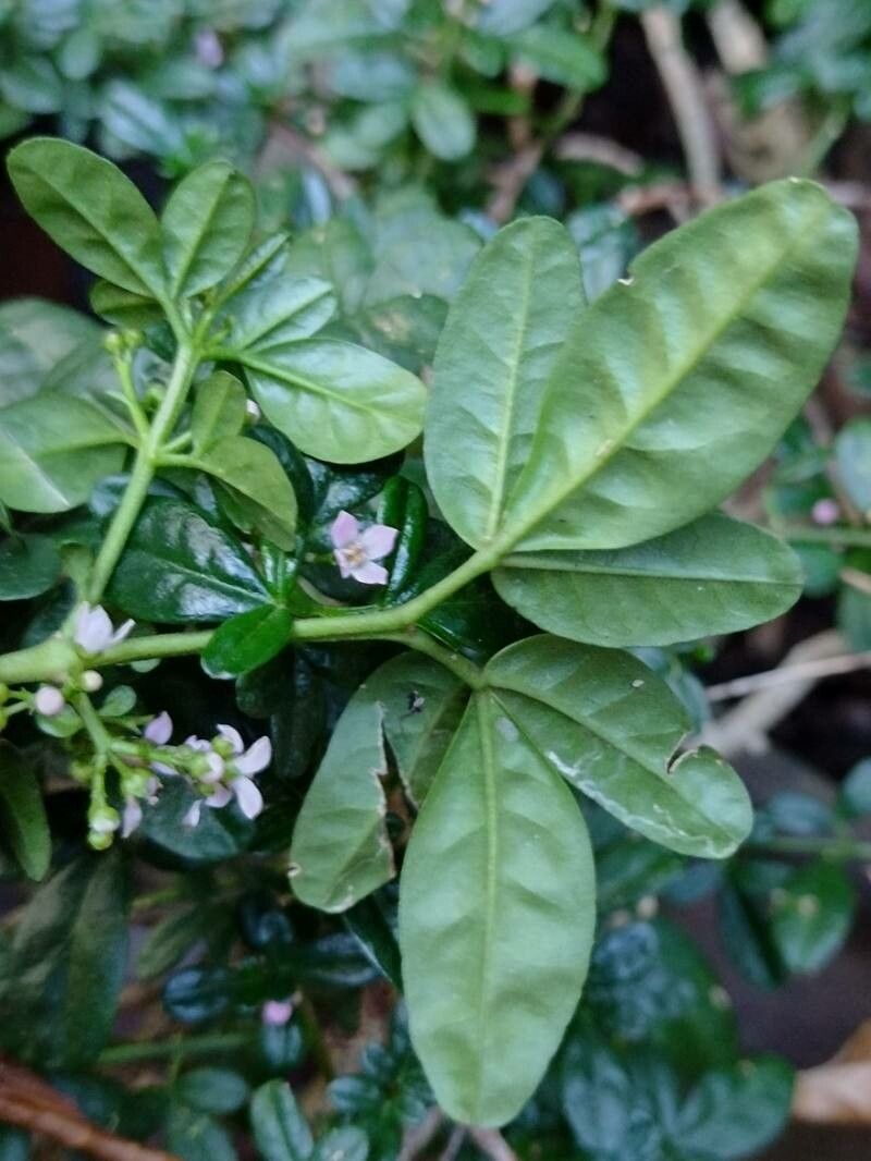 Zieria prostrata leaf