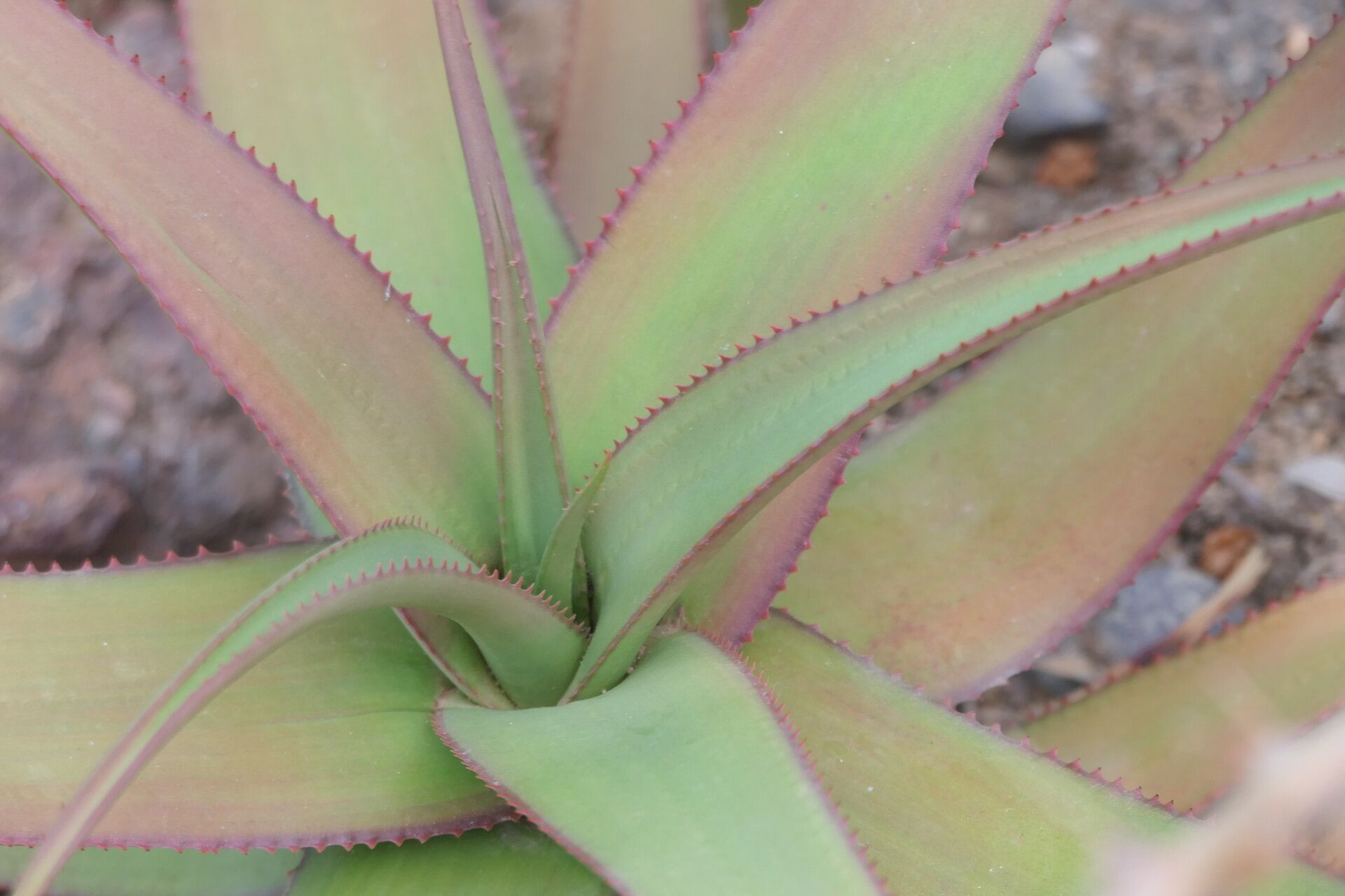 Aloe cryptopoda — houseplant care guide