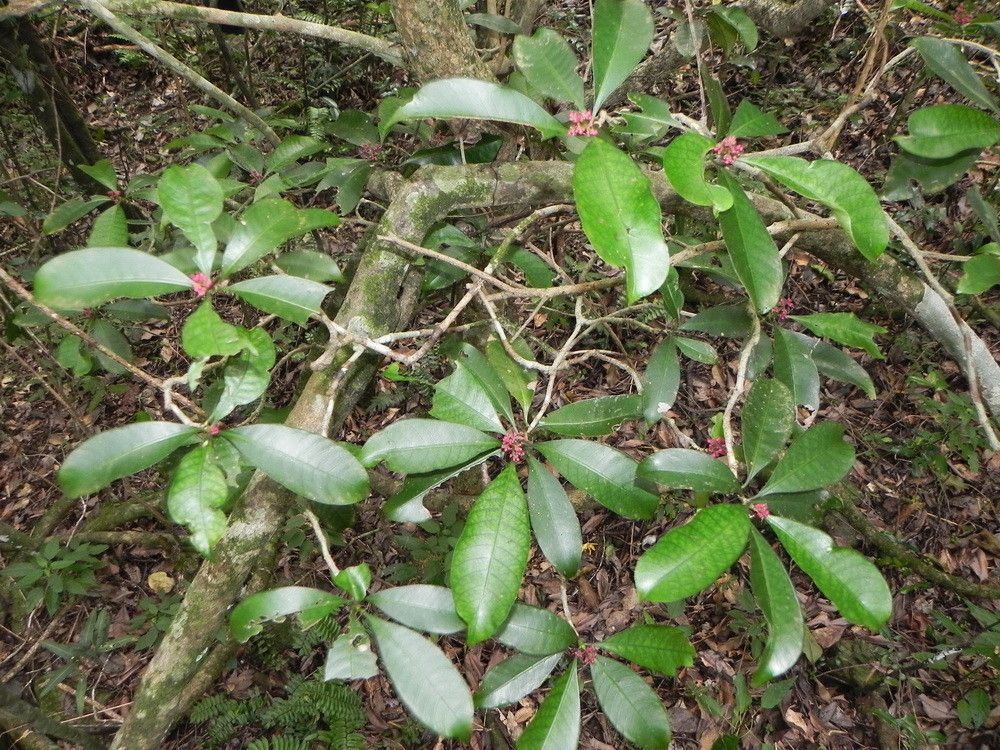 Psychotria semperflorens habit