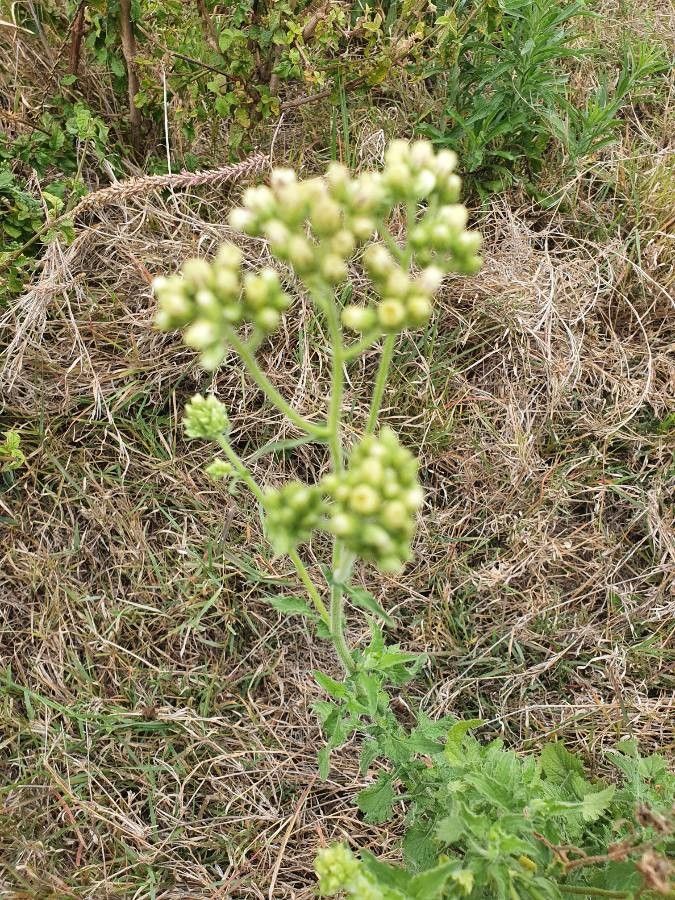 Erigeron steudelii flower