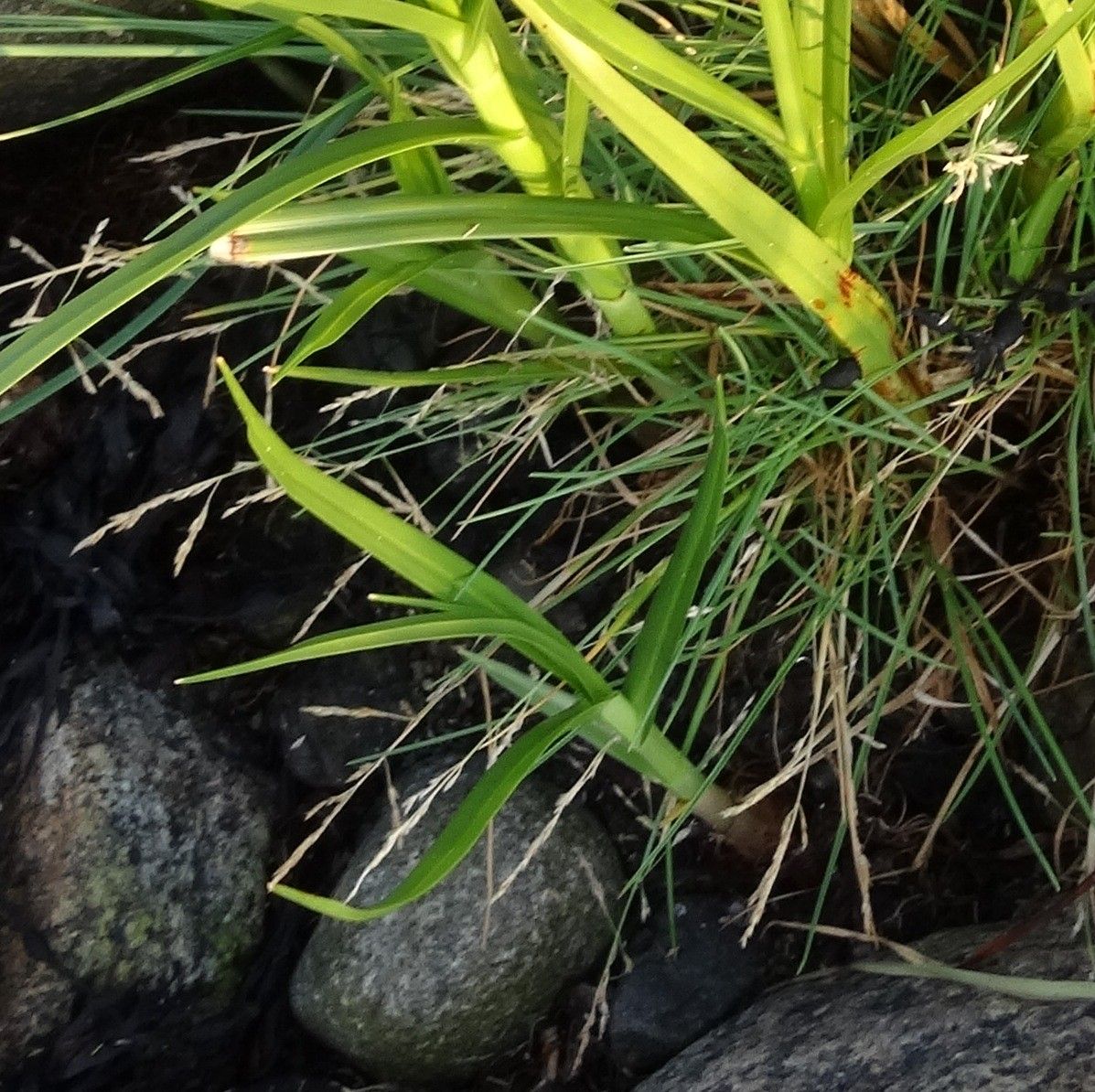 Carex subspathacea — search result for 'Iceland'