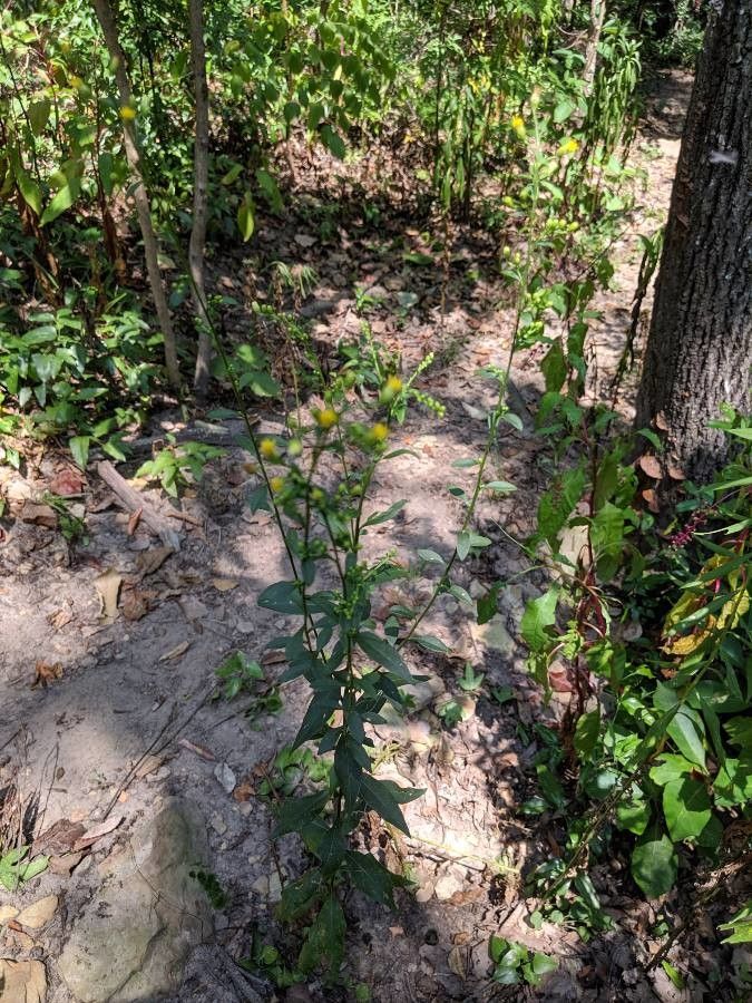 Solidago hispida habit