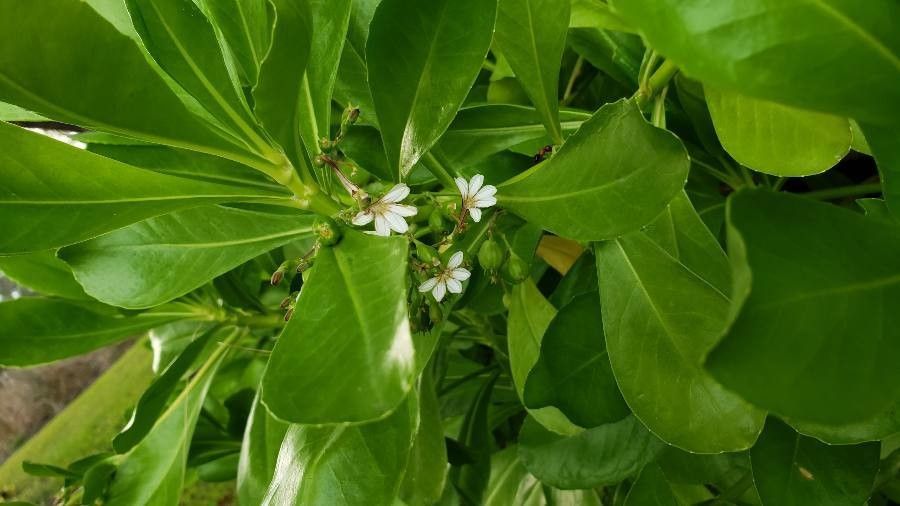 Scaevola taccada flower