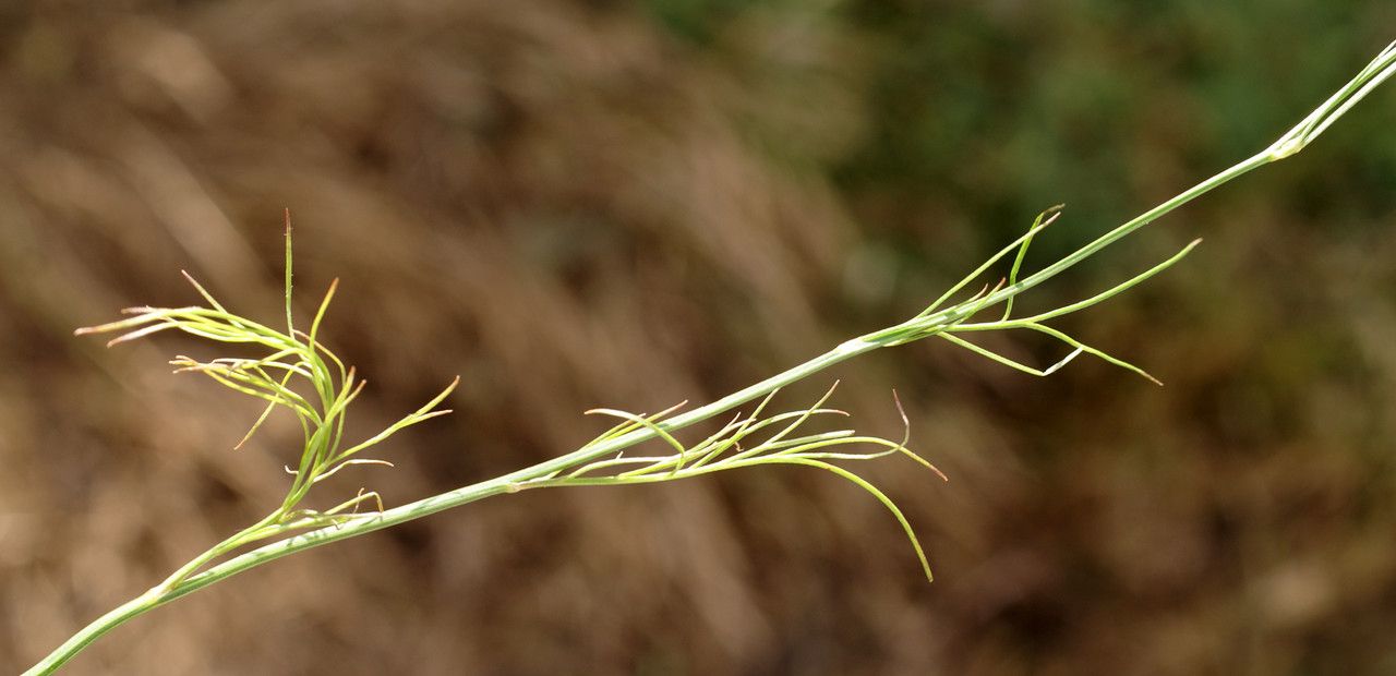 Nigella nigellastrum leaf