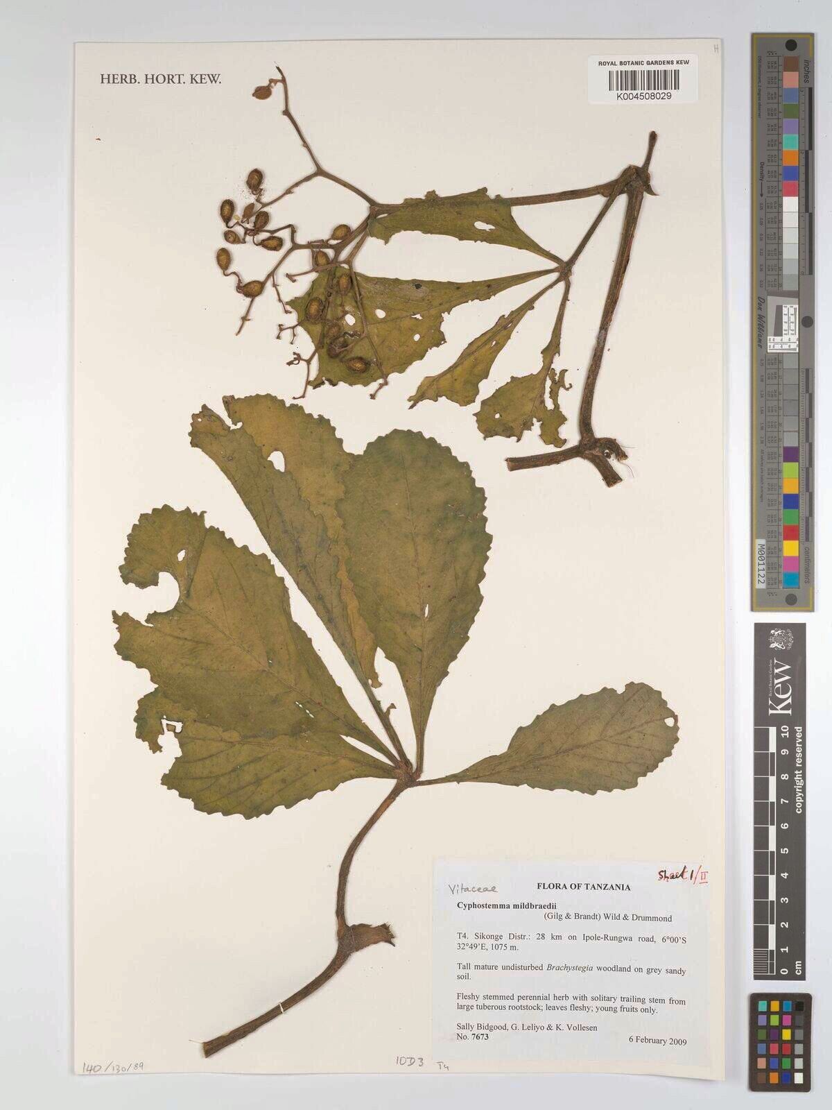 Cyphostemma mildbraedii — houseplant care guide