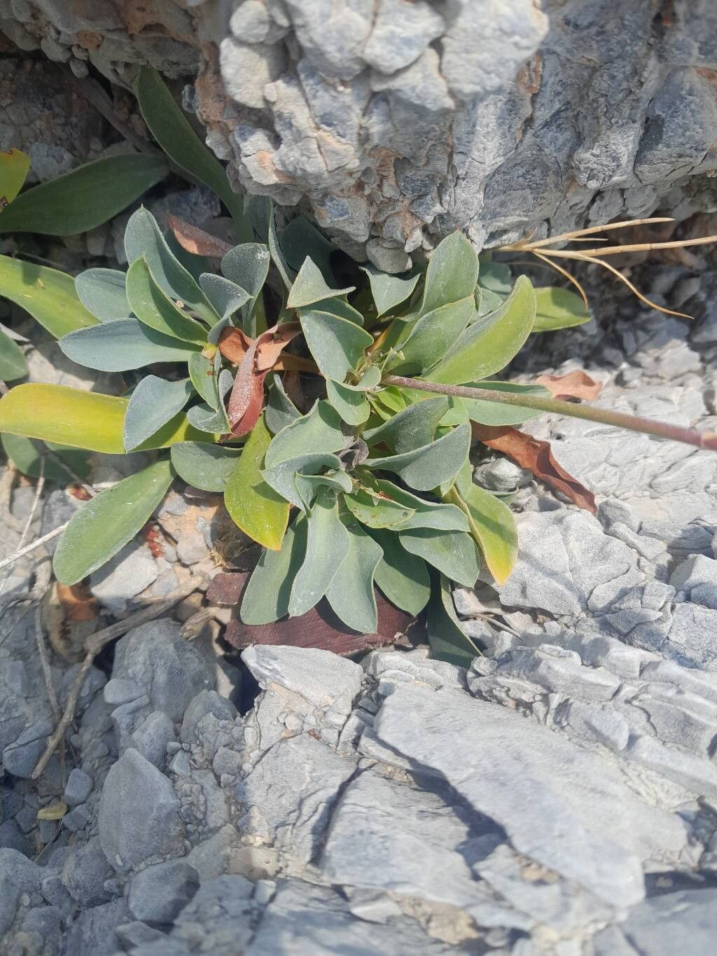 Limonium malacitanum — houseplant care guide