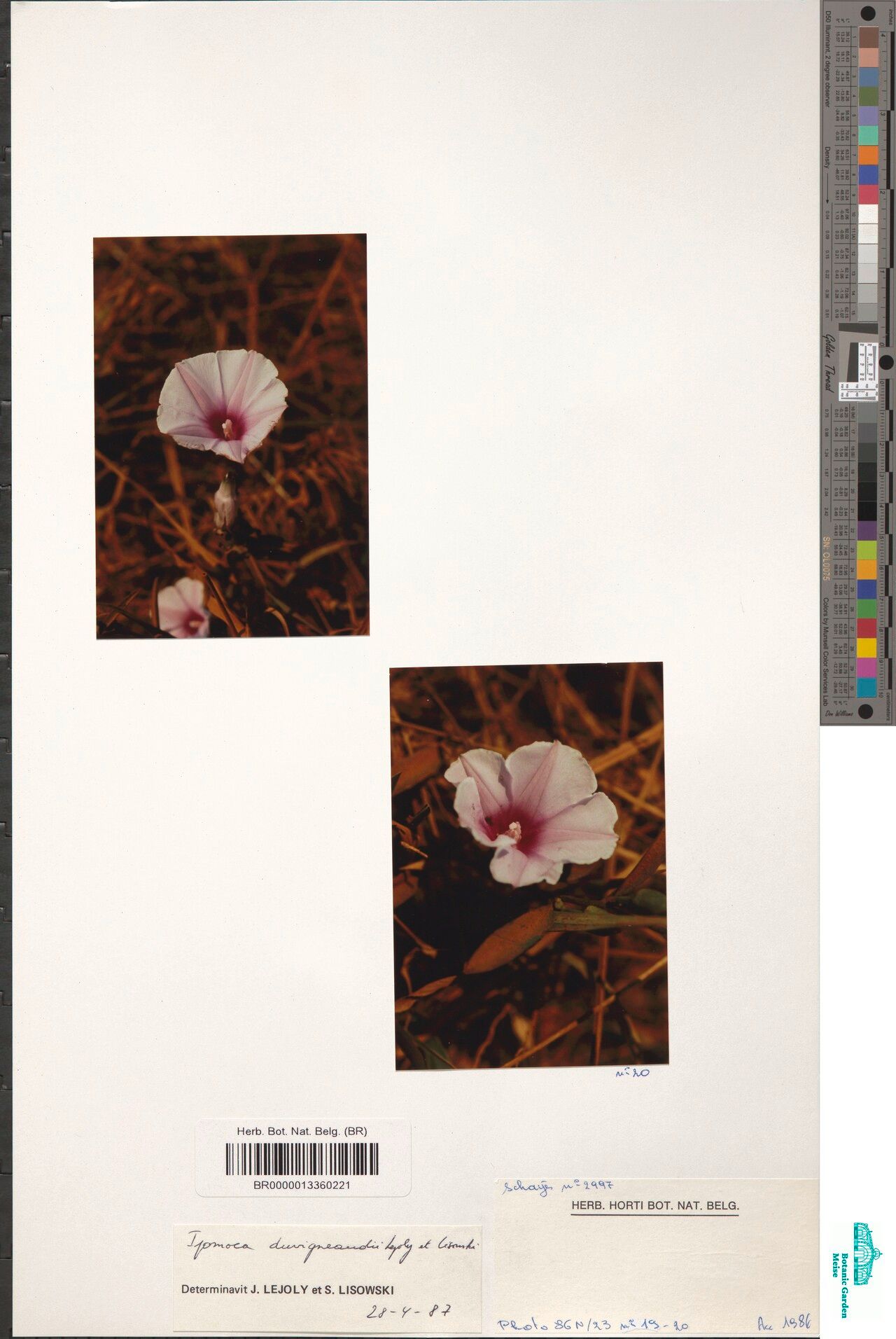 Ipomoea duvigneaudii — houseplant care guide