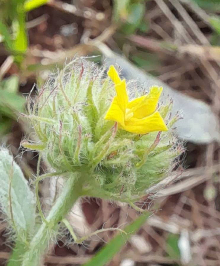 Waltheria communis flower