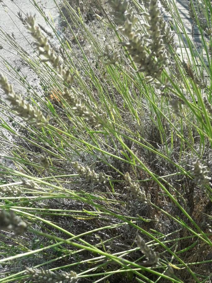 Lavandula latifolia fruit