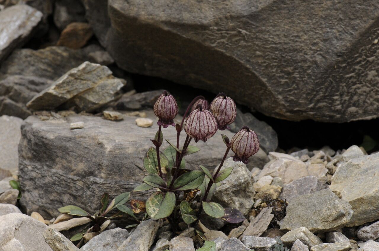 Silene vautierae habit