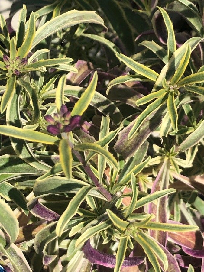 Erysimum scoparium — search result for 'Erysimum'