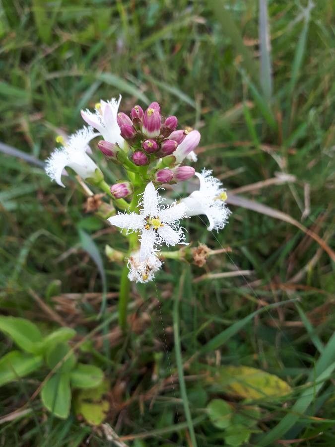 Menyanthes trifoliata flower