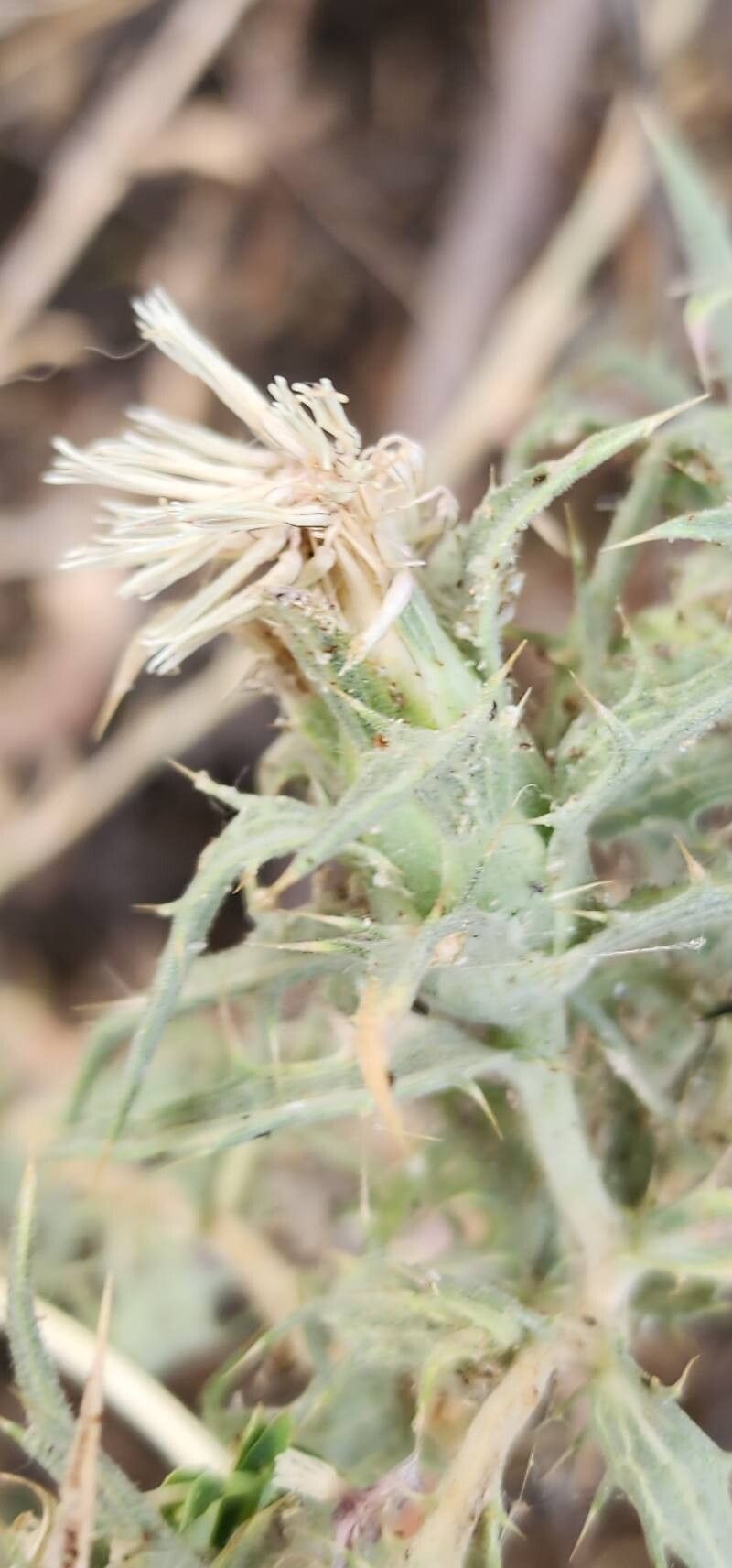 Carthamus dentatus fruit